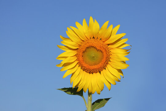 A brilliant yellow sunflower is in full bloom, contrasting with the azure sky.