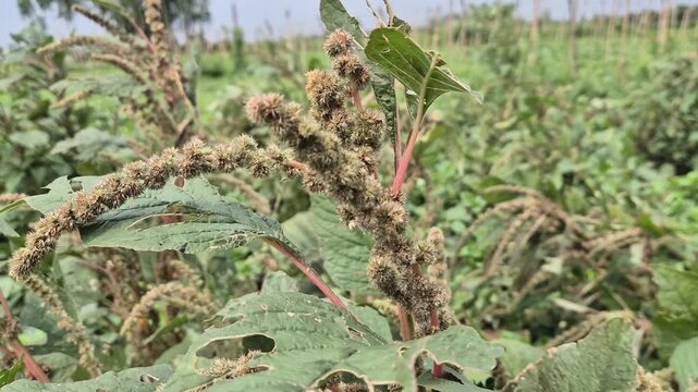 Amaranthus Flower Spikes and Seed Formation Stage Close Up Field Video