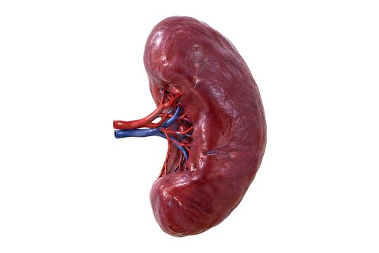 Anatomical illustration of a human kidney with renal artery and vein clearly visible, isolated on a white background.