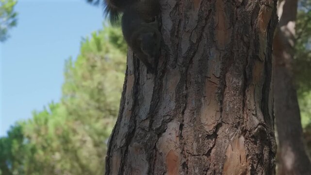 Close-up of a squirrel climbing down a pine tree trunk, Juan-les-Pins, France