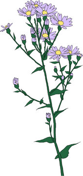 plant, flower, wildflower, aster, garden, bloom, purple, floral, nature, blossom, flora, illustration, flowers