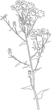 plant, flower, wildflower, aster, garden, bloom, floral, nature, blossom, flora, illustration, flowers, pattern, drawing, sketch, decoration, mono