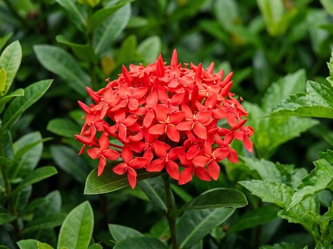 Vibrant red ixora flower cluster blooming in a lush green garden