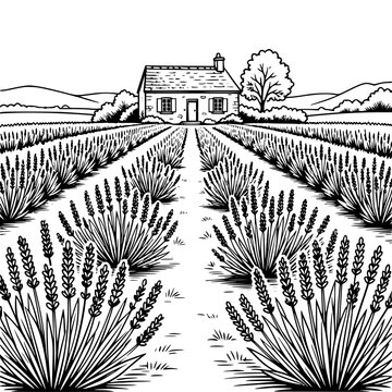 Lavender Rows and Countryside Cottage