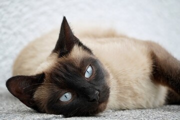 Close-up portrait of Siamese cat with blue eyes, gray background © AJ Images