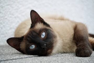 Close-up portrait of Siamese cat with blue eyes, gray background © AJ Images