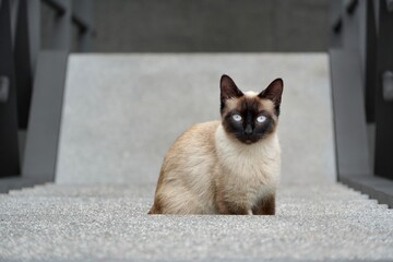 Siamese cat sitting on stairs viewed from above © AJ Images