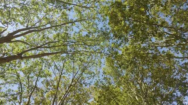 Plane tree branches and fresh green leaves creating a natural canopy against a clear blue sky