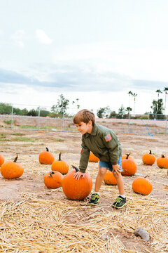 Little Boy Climbing in Pumpkin Patch 