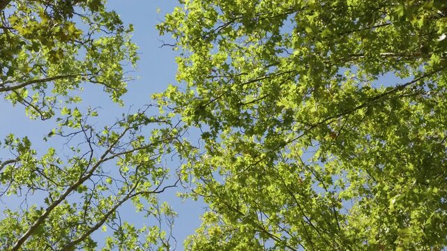 Green leaves from a sycamore tree are covering a bright blue sky