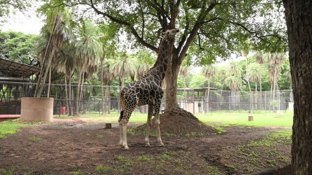 Single Giraffe Standing Beneath Large Tree in Zoo Wildlife Habitat