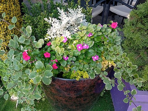 A lush decorative container garden arrangement in a large ceramic planter, featuring vibrant pink catharanthus flowers, white dusty miller foliage, and variegated green Swedish ivy