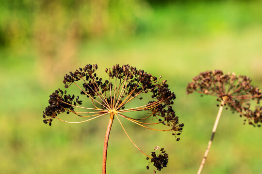Dried Umbellifer Seed Head Against a Soft Green Natural Background