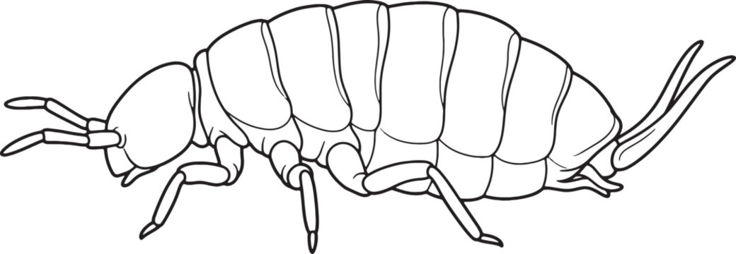 Tiny Springtail Hexapod Side Profile Line Art Outline Illustration
