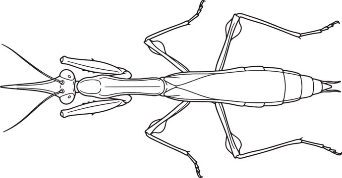 Symmetrical Conehead Mantis Top View Line Art Illustration