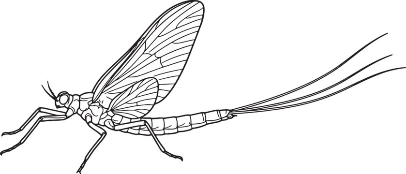 Delicate Mayfly Side Profile Outline Illustration with Tails