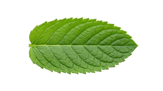 Fresh green mint leaf isolated on transparent background