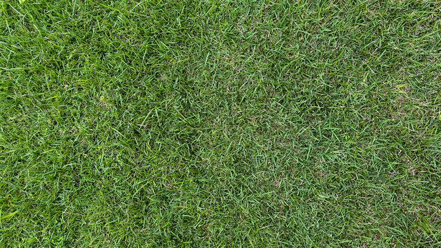 Top View Texture of Vibrant Green Lawn Grass Background
