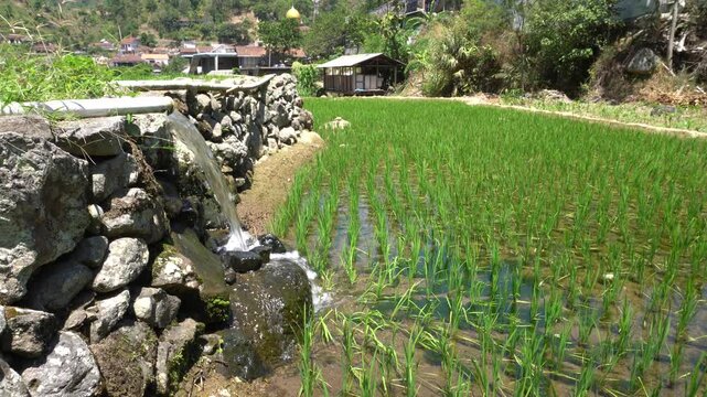 Subak irrigation water system flowing into green rice terrace fields in Bali mountains, Indonesia. Rural agricultural landscape with stone canal, lush plantation, and peaceful village background.