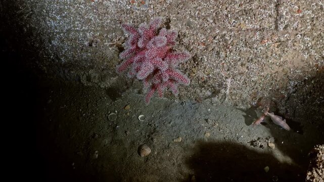 Close-up of a Pink Starfish on a Rocky Coral Reef Underwater