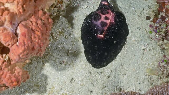 Dark patterned sea cucumber crawling on sandy ocean floor