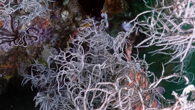 Close up of a striped feather star (crinoid) moving its arms on a coral reef at night