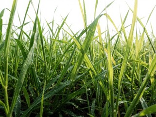 Obraz premium Close up of fresh green grass with morning dew drops