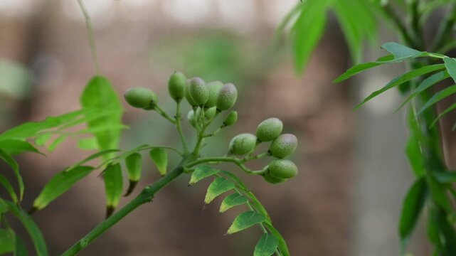 A cluster of small unripe berries a branch of a curry leaf plant. Its common name is koenigii,&nbsp;Murraya koenigii,&nbsp;curry bush and&nbsp;sweet neem. Softly blurred natural green background.