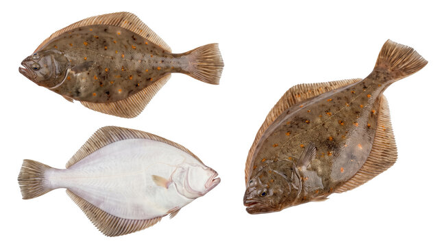 European plaice flatfish set isolated on white background, commercial seafood market advertising and culinary fish menu banner