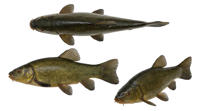 Tench freshwater fish set isolated on white background, aquaculture commercial banner and fishing equipment packaging mockup