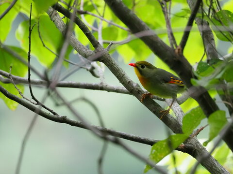 枝にとまるソウシチョウ
