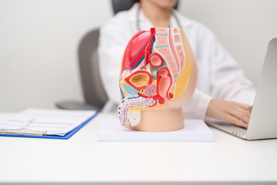 Doctor with Male Reproductive System anatomy model. Male consultation, Prostate Cancer, Enlarged prostate, Prostatitis disease, Male Infertility, Erectile dysfunction, Penis and Male genital disorder