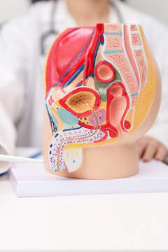 Doctor with Male Reproductive System anatomy model. Male consultation, Prostate Cancer, Enlarged prostate, Prostatitis disease, Male Infertility, Erectile dysfunction, Penis and Male genital disorder