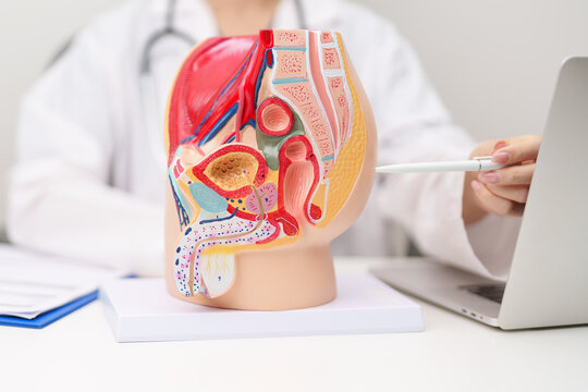 Doctor with Male Reproductive System anatomy model. Male consultation, Prostate Cancer, Enlarged prostate, Prostatitis disease, Male Infertility, Erectile dysfunction, Penis and Male genital disorder