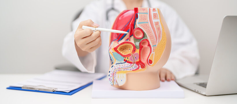 Doctor with Male Reproductive System anatomy model. Male consultation, Prostate Cancer, Enlarged prostate, Prostatitis disease, Male Infertility, Erectile dysfunction, Penis and Male genital disorder