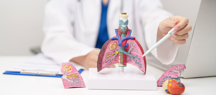 Doctor with Smoker and normal Lung anatomy for Disease. Lung Cancer, Asthma, Chronic Obstructive Pulmonary or COPD, Bronchitis, Emphysema, Cystic Fibrosis, Bronchiectasis, Pneumonia and world Lung day