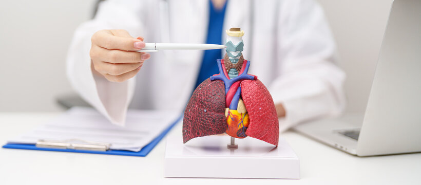 Doctor with Thyroid of Respiratory system anatomy for Diseases. Lung Cancer, Asthma, Chronic Obstructive Pulmonary or COPD, Bronchitis, Emphysema, Cystic Fibrosis, Bronchiectasis and Pneumonia