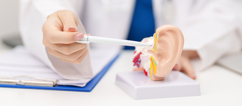Doctor with human Ear anatomy model. Ear disease, Atresia, Otitis Media, Pertorated Eardrum, Meniere syndrome, otolaryngologist, Ageing Hearing Loss, Schwannoma and Healthcare medical concept