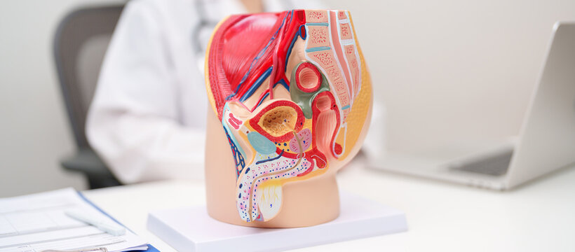 Doctor with Male Reproductive System anatomy model. Male consultation, Prostate Cancer, Enlarged prostate, Prostatitis disease, Male Infertility, Erectile dysfunction, Penis and Male genital disorder