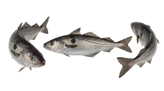 Set of 3 angles of view of the same haddock fish isolated on transparent background, ideal for commercial fisheries, seafood distribution, and culinary ingredients