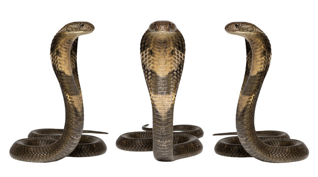 Set of 3 angles of view of the same king cobra isolated on transparent background, ideal for herpetology studies, dangerous wildlife, and exotic fauna documentaries