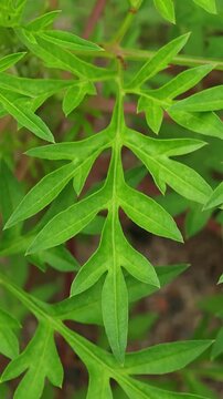 Macro of green cosmos caudatus leaves plant. Also known as ulam raja plant.