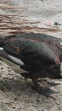 Close up portrait of a Muscovy duck Cairina moschata showing distinct red facial caruncles and black white feathers