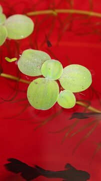Green Pistia stratiotes plants floating on red water with small fish swimming beneath