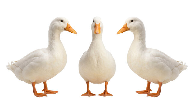 Three white ducks displayed with no background for design mockup, farm poultry and domestic birds concept