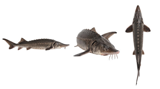 Triple view of sturgeon fish presented on a transparent background, freshwater fishing and caviar source concept