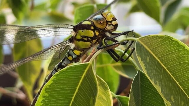 Close-up of Southern Hawker dragonfly on foliage, also known as Aeshna cyanea perched on green leaves