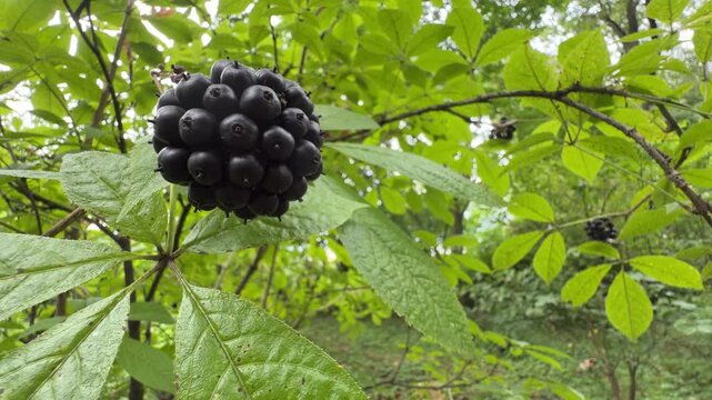 Close-up of Eleutherococcus senticosus cluster with glossy black berries amid vibrant green foliage