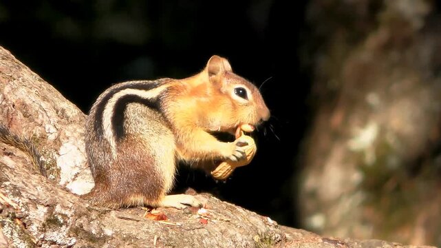A chipmunk sits on a rock eating a nut in a natural outdoor video