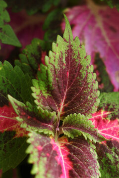 Close up green and purple leaves of coleus solenostemon hybrida. Beautiful perennial houseplant.